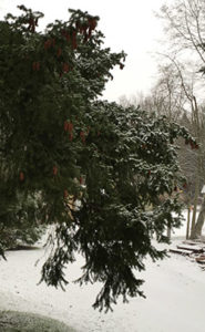 Snow on evergreen tree