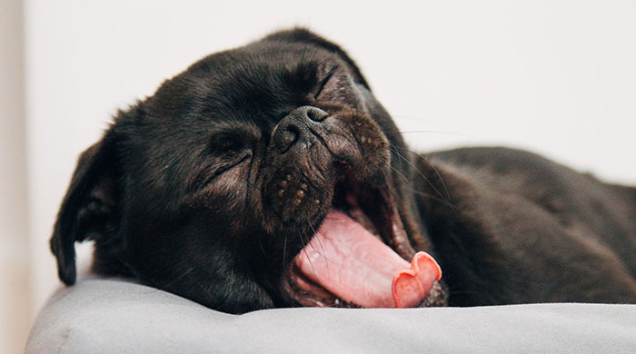 Dog yawning, no motivation